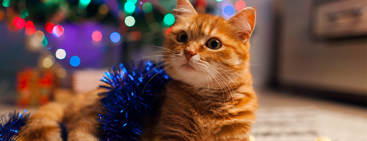 How to pet-proof your holiday decor blog
